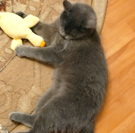 Чудо-кошка ШИБА, русская голубая ищет дом. В дар!, Голубой, Бульвар Дмитрия Донского, Кошка в хорошие руки