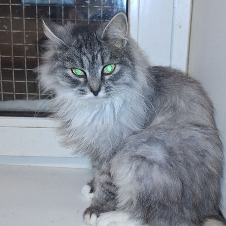 Невероятная красавица Ксюша МурМяу ищет дом. В дар! , Мраморный, Котельники, Кошка в хорошие руки