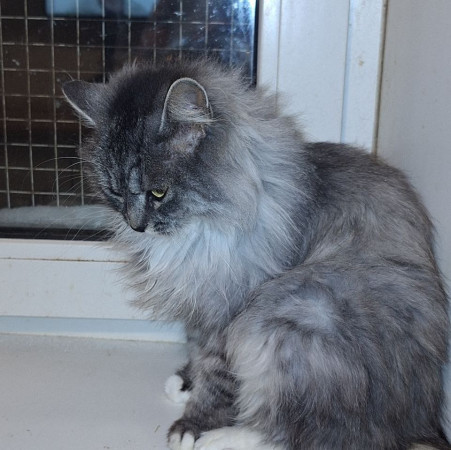 Невероятная красавица Ксюша МурМяу ищет дом. В дар! , Мраморный, Котельники, Кошка в хорошие руки