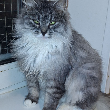 Невероятная красавица Ксюша МурМяу ищет дом. В дар! , Мраморный, Котельники, Кошка в хорошие руки