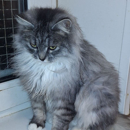 Невероятная красавица Ксюша МурМяу ищет дом. В дар! , Мраморный, Котельники, Кошка в хорошие руки