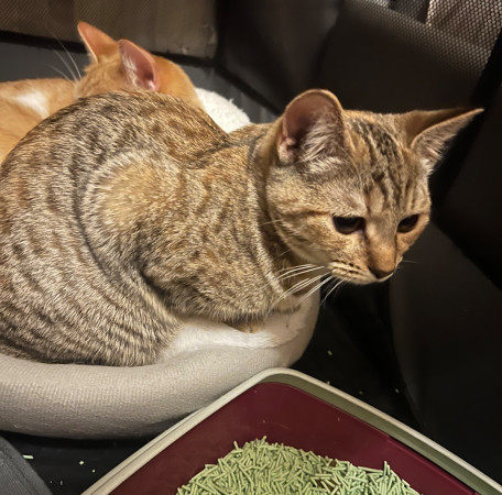 Рыжий Леопольд и его мама полосатая Миуза ищут дом! В дар!, котенок 9 месяцев