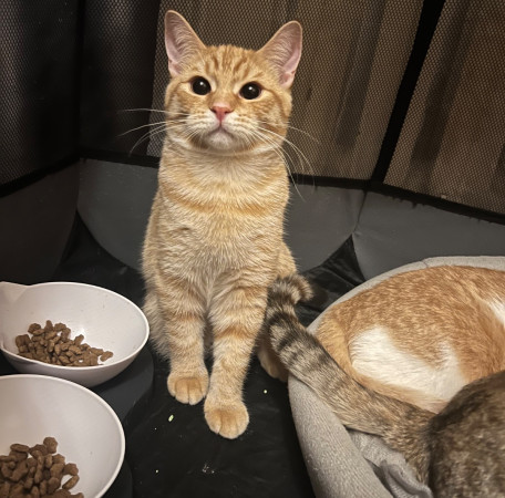 Рыжий Леопольд и его мама полосатая Миуза ищут дом! В дар!, котенок 9 месяцев