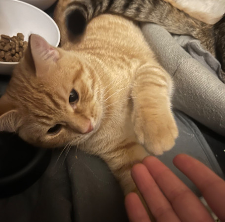 Рыжий Леопольд и его мама полосатая Миуза ищут дом! В дар!, котенок 9 месяцев