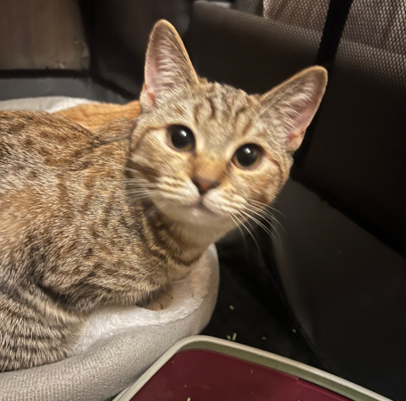 Рыжий Леопольд и его мама полосатая Миуза ищут дом! В дар!, котенок 9 месяцев