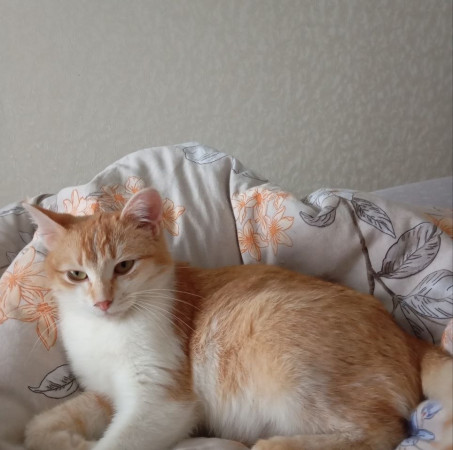 Ищет дом очаровательная девочка котенок Мартина. В дар!, котенок 9 месяцев