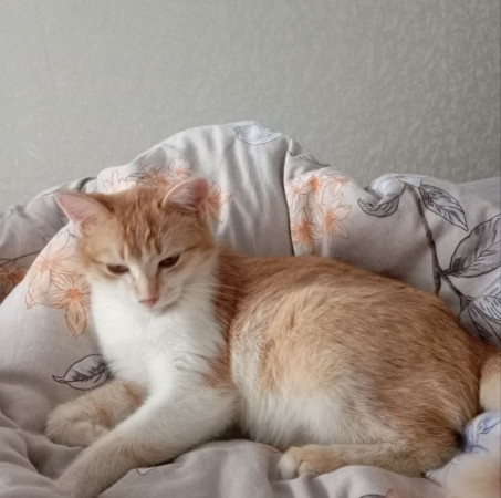 Ищет дом очаровательная девочка котенок Мартина. В дар!, котенок 9 месяцев