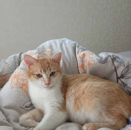 Ищет дом очаровательная девочка котенок Мартина. В дар!, котенок 9 месяцев