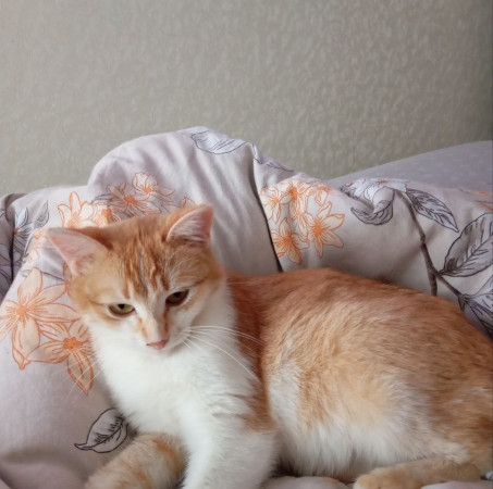 Ищет дом очаровательная девочка котенок Мартина. В дар!, котенок 9 месяцев