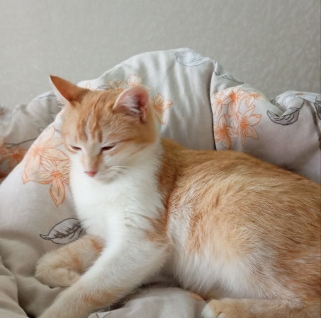 Ищет дом очаровательная девочка котенок Мартина. В дар!, котенок 9 месяцев