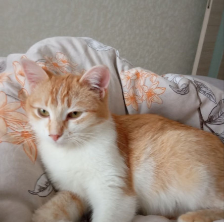 Ищет дом очаровательная девочка котенок Мартина. В дар!, котенок 9 месяцев