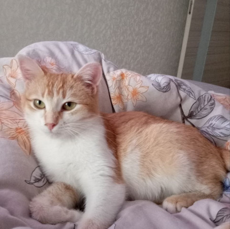 Ищет дом очаровательная девочка котенок Мартина. В дар!, котенок 9 месяцев