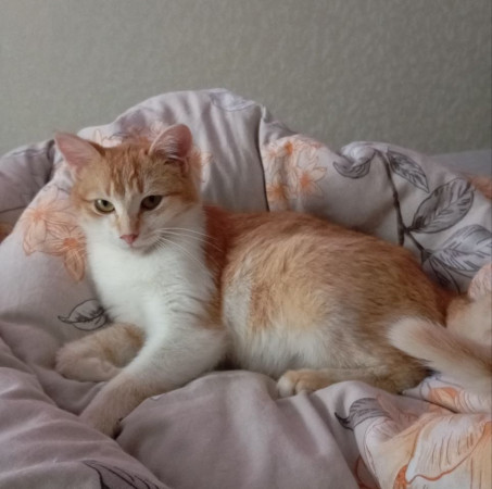 Ищет дом очаровательная девочка котенок Мартина. В дар!, котенок 9 месяцев