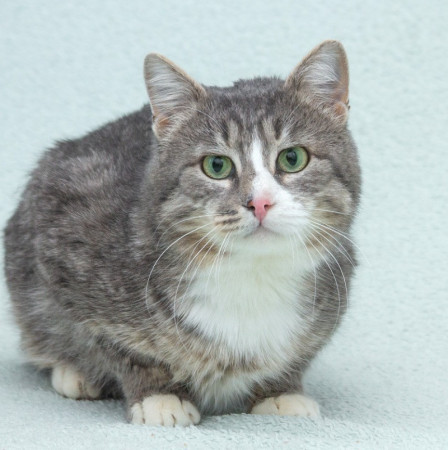 Мурзик ищет семью и дом. В дар!, Серый с белым, Котельники, Кот в добрые руки