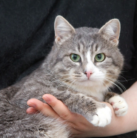 Мурзик ищет семью и дом. В дар!, Серый с белым, Котельники, Кот в добрые руки