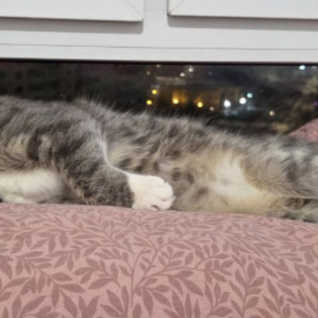 Мурзик ищет семью и дом. В дар!, Серый с белым, Котельники, Кот в добрые руки