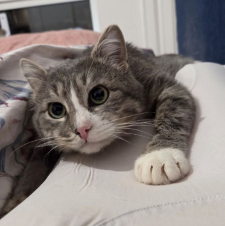 Мурзик ищет семью и дом. В дар!, Серый с белым, Котельники, Кот в добрые руки