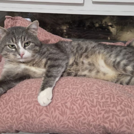 Мурзик ищет семью и дом. В дар!, Серый с белым, Котельники, Кот в добрые руки