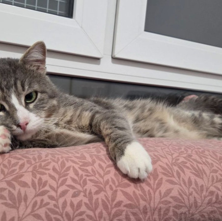 Мурзик ищет семью и дом. В дар!, Серый с белым, Котельники, Кот в добрые руки