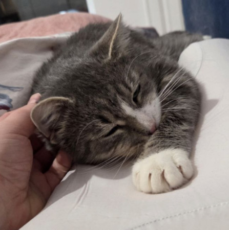 Мурзик ищет семью и дом. В дар!, Серый с белым, Котельники, Кот в добрые руки