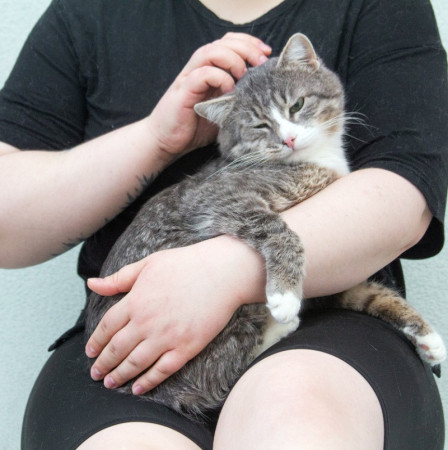 Мурзик ищет семью и дом. В дар!, Серый с белым, Котельники, Кот в добрые руки