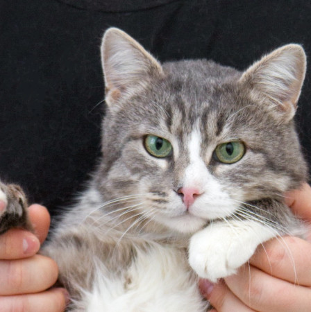 Мурзик ищет семью и дом. В дар!, Серый с белым, Котельники, Кот в добрые руки