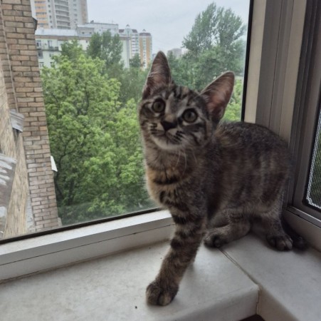 Котенок девочка Искорка в добрые руки, котенок 2 месяца