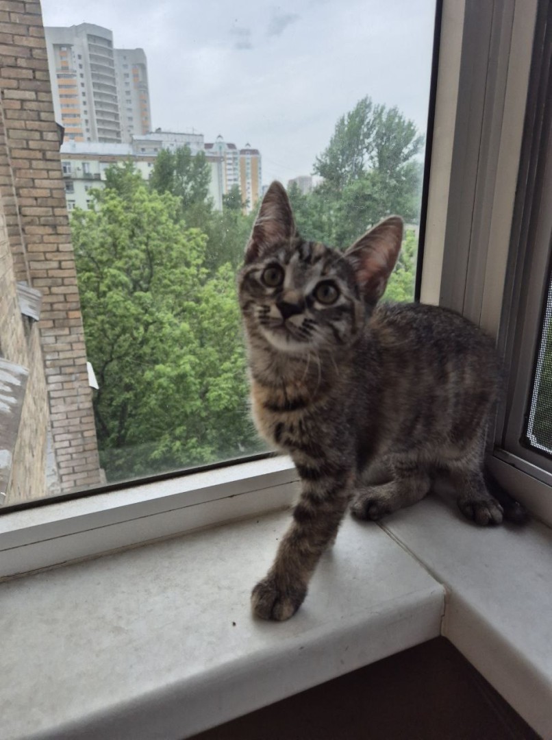 Котенок девочка Искорка в добрые руки, котенок 2 месяца