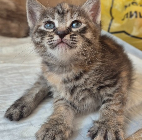 Котенок девочка Искорка в добрые руки, котенок 2 месяца