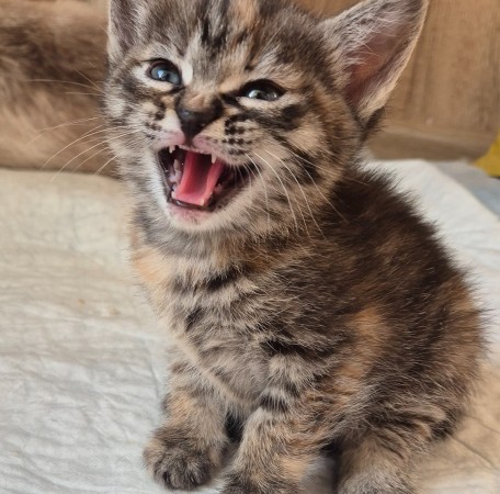 Котенок девочка Искорка в добрые руки, котенок 2 месяца