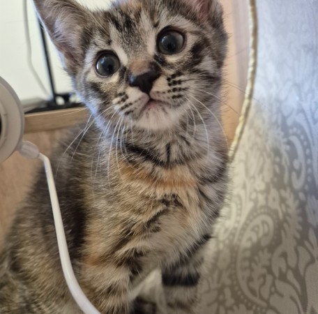 Котенок девочка Искорка в добрые руки, котенок 2 месяца