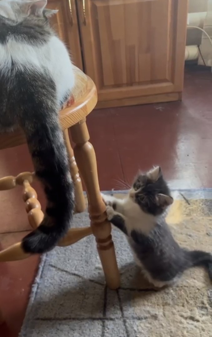 Котенок в дар, котенок 2 месяца