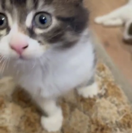 Котенок в дар, котенок 2 месяца