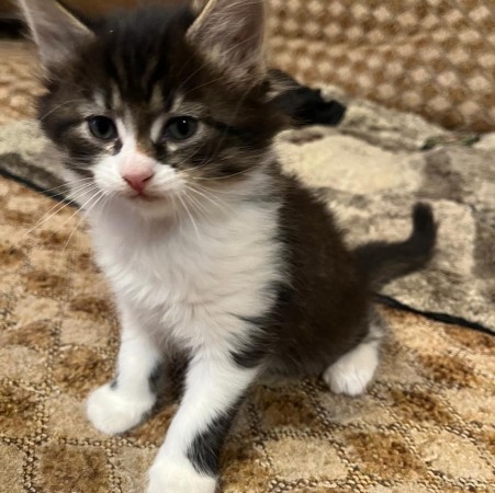 Котенок в дар, котенок 2 месяца