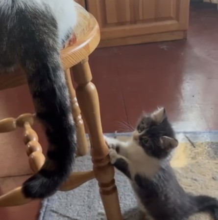 Котенок в дар, котенок 2 месяца
