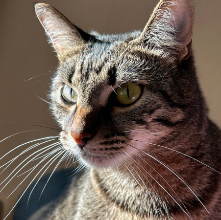 Рик, 6 лет, Серый, ВДНХ, Кот в добрые руки