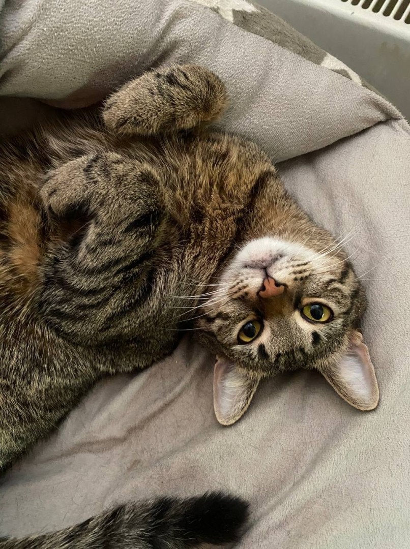 Рик, 6 лет, Серый, ВДНХ, Кот в добрые руки