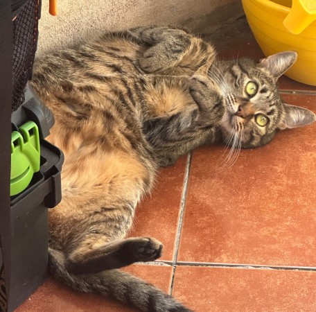 Рик, 6 лет, Серый, ВДНХ, Кот в добрые руки