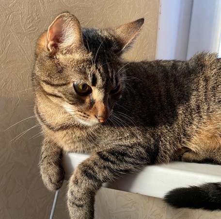 Рик, 6 лет, Серый, ВДНХ, Кот в добрые руки