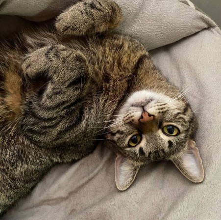 Рик, 6 лет, Серый, ВДНХ, Кот в добрые руки
