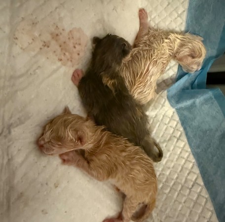 3-е крохотных котят ищут кормящую кошечку-маму, ﻿котенок 1 месяц
