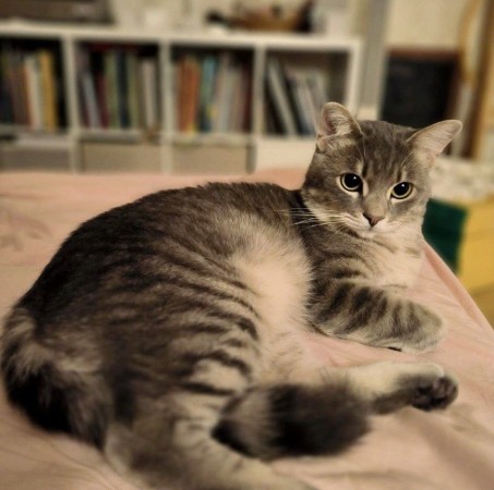 Котик Тишка  ищет Дом, Серый с белым, Авиамоторная, Кот в добрые руки