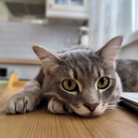 Котик Тишка  ищет Дом, Серый с белым, Авиамоторная, Кот в добрые руки