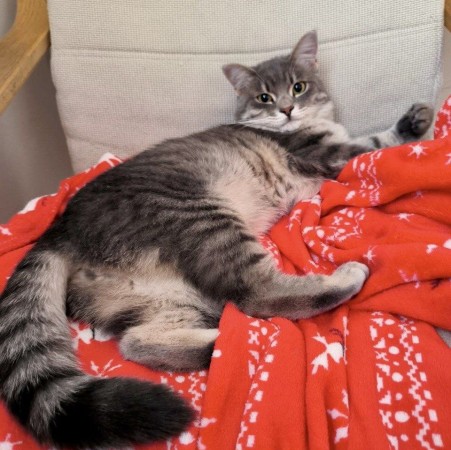 Котик Тишка  ищет Дом, Серый с белым, Авиамоторная, Кот в добрые руки