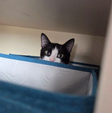 Котик Аэль ищет дом. В дар!, котенок 7 месяцев