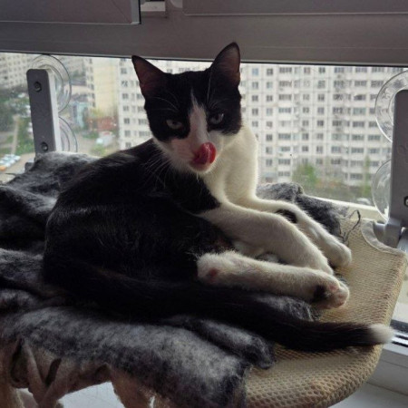 Котик Аэль ищет дом. В дар!, котенок 7 месяцев