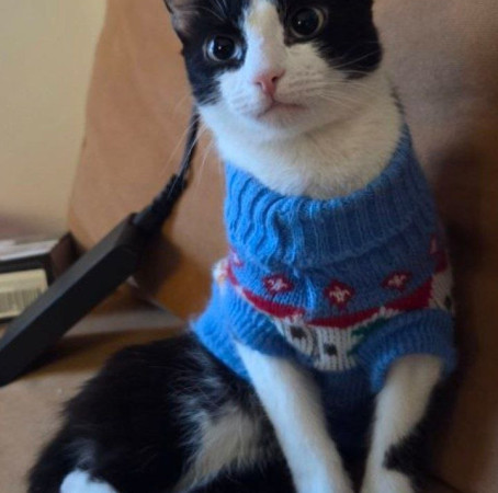 Котик Аэль ищет дом. В дар!, котенок 7 месяцев