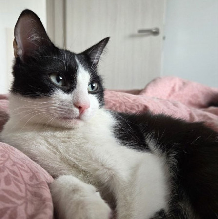 Котик Аэль ищет дом. В дар!, котенок 7 месяцев