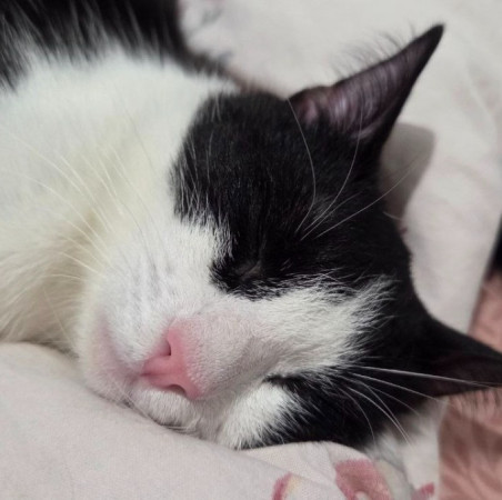 Котик Аэль ищет дом. В дар!, котенок 7 месяцев
