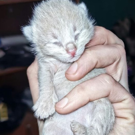 Котята ищут дом! В дар! Открываем бронь!, ﻿котенок 1 месяц